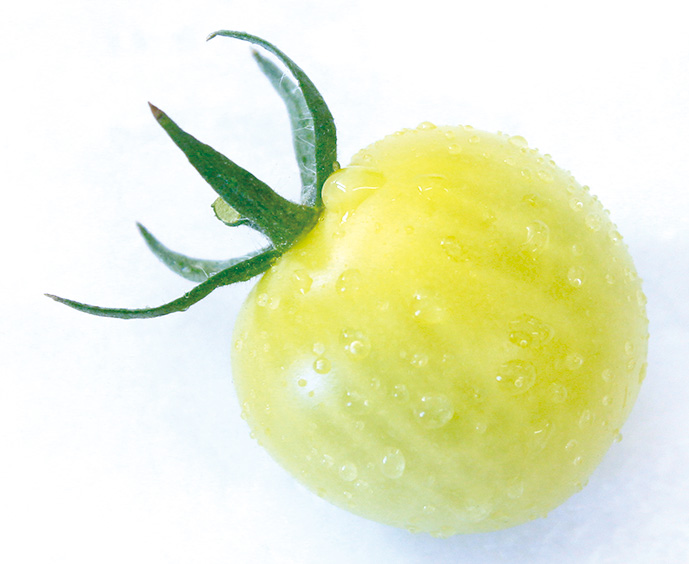 tomato8-2